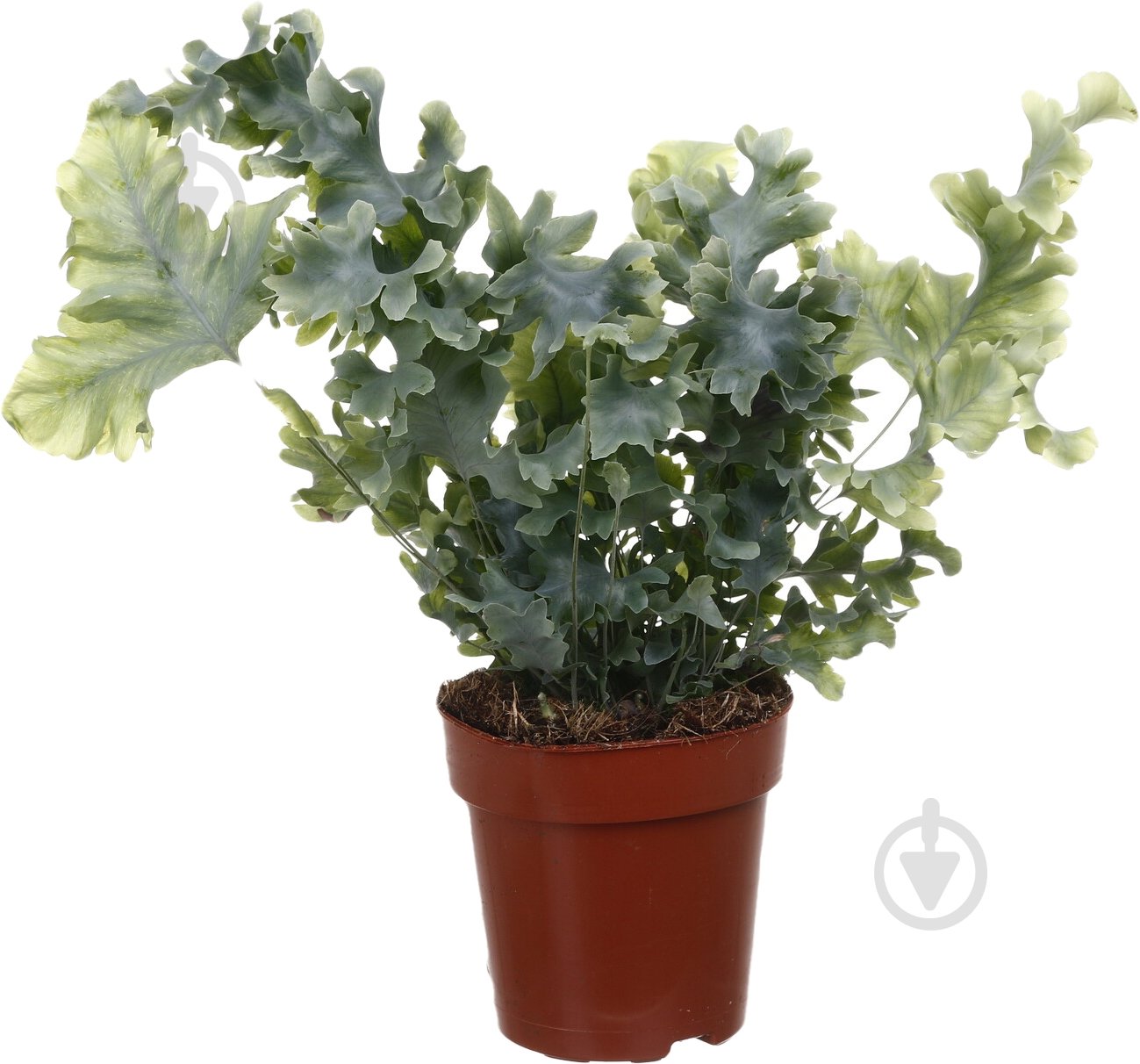 Рослина Флебодіум 12/35 - фото 1 Рослина Флебодіум 12/35 - фото 1