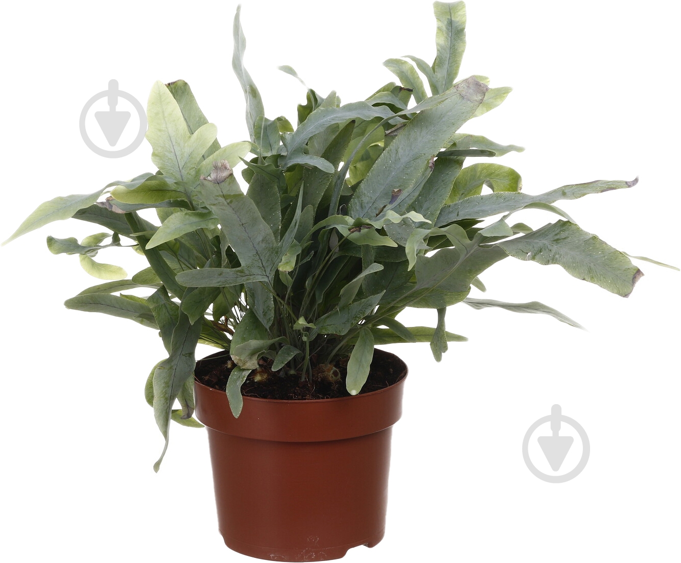 Рослина Флебодіум 12/35 - фото 3 Рослина Флебодіум 12/35 - фото 3