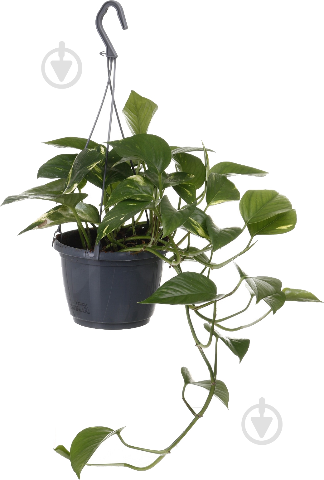 Рослина Сциндапсус Мост d14/h50 - фото 1 Рослина Сциндапсус Мост d14/h50 - фото 1