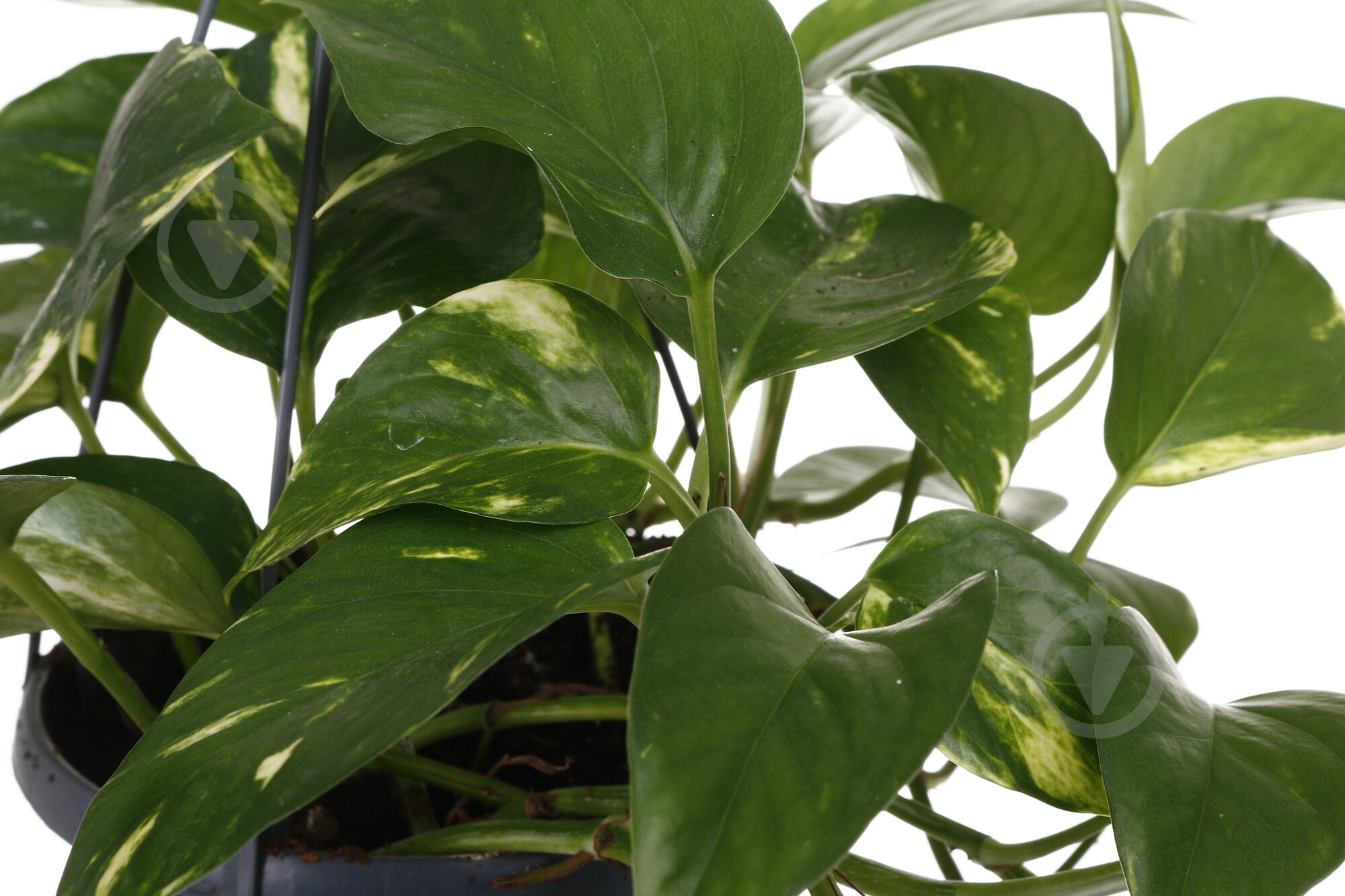 Рослина Сциндапсус Мост d14/h50 - фото 2 Рослина Сциндапсус Мост d14/h50 - фото 2