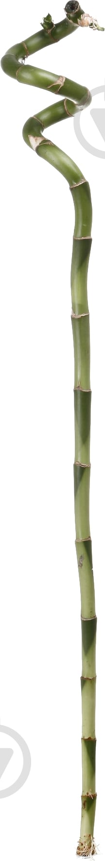 Растение Бамбук 0/70 спираль - фото 1