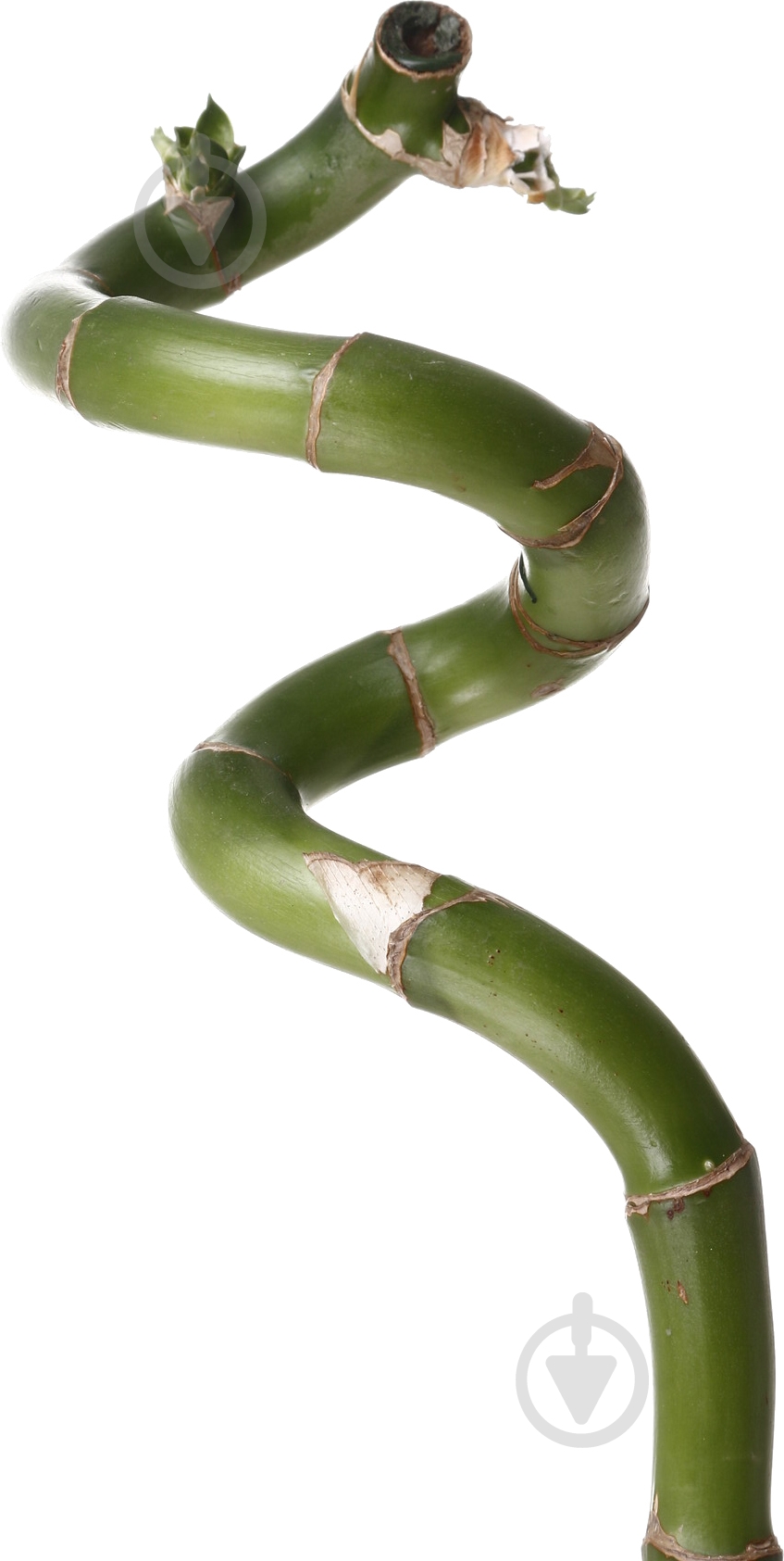 Растение Бамбук 0/70 спираль - фото 2