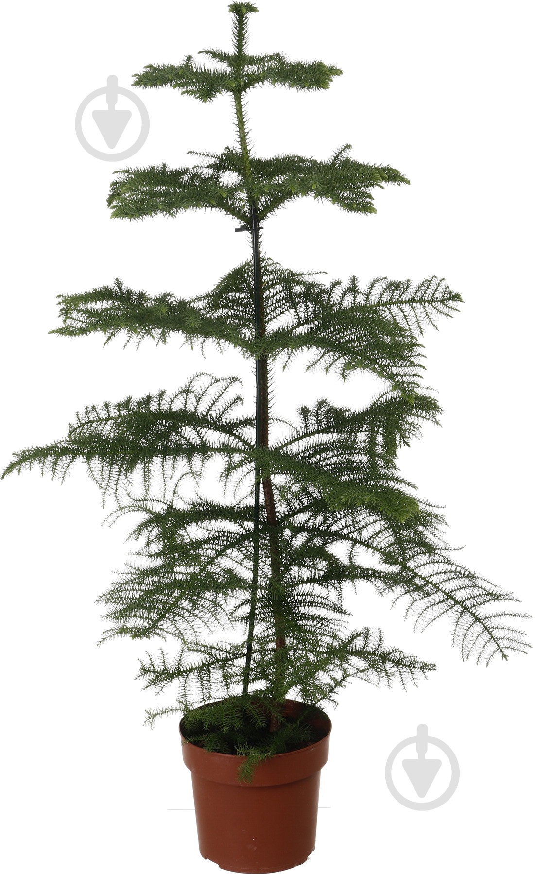 Растение Араукария Heterophylla d23/h100 - фото 1 Растение Араукария Heterophylla d23/h100 - фото 1