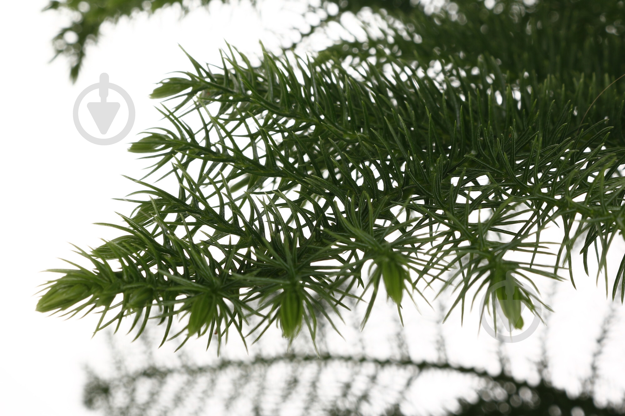 Растение Араукария Heterophylla d23/h100 - фото 2 Растение Араукария Heterophylla d23/h100 - фото 2