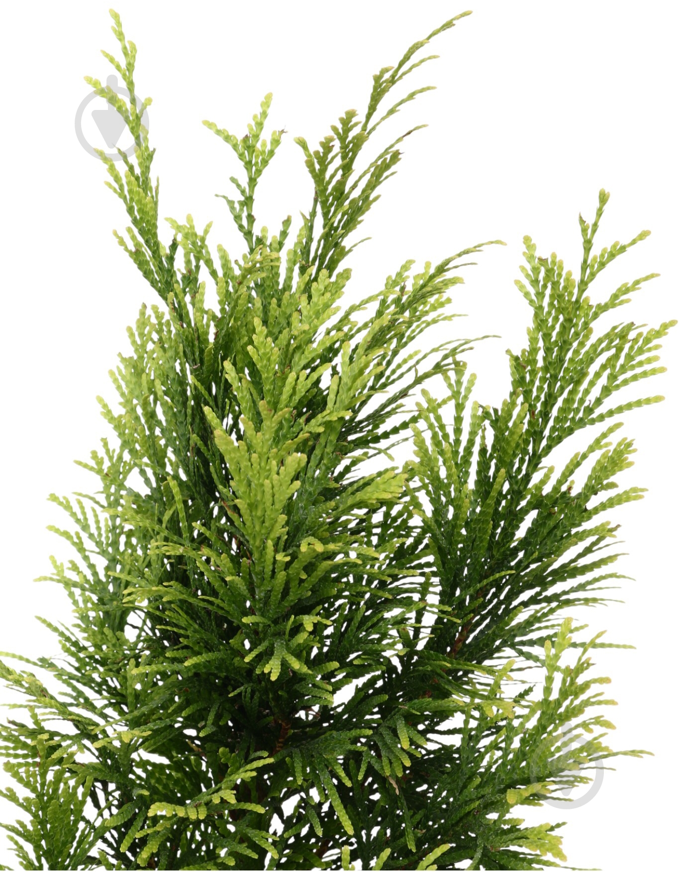 Растение Туя Forever Gold C3 - фото 2