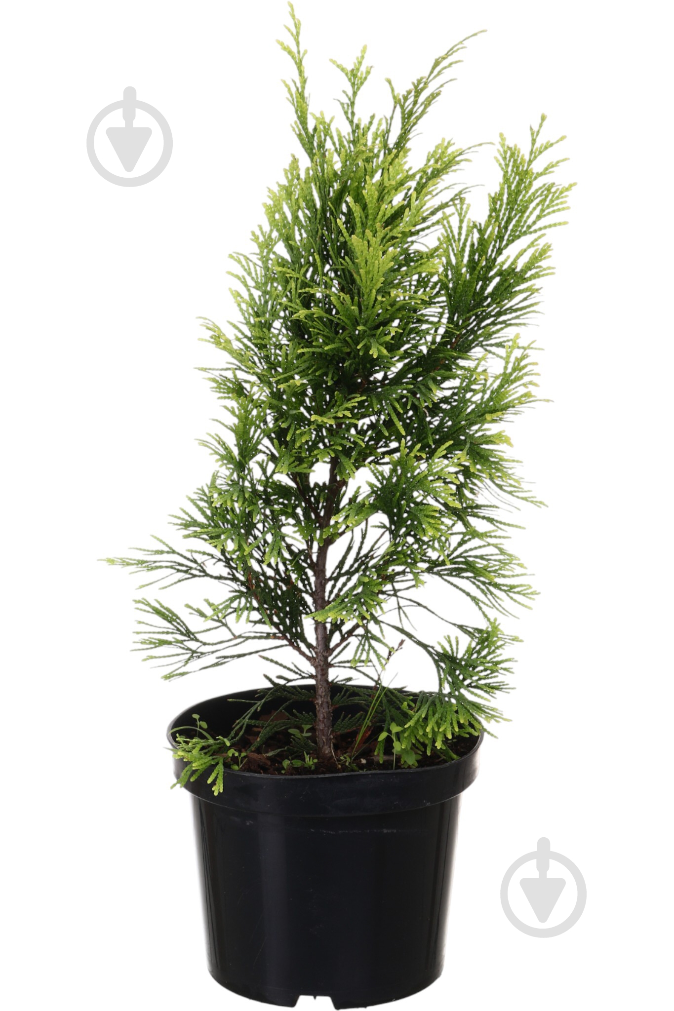 Растение Туя Forever Gold C3 - фото 1