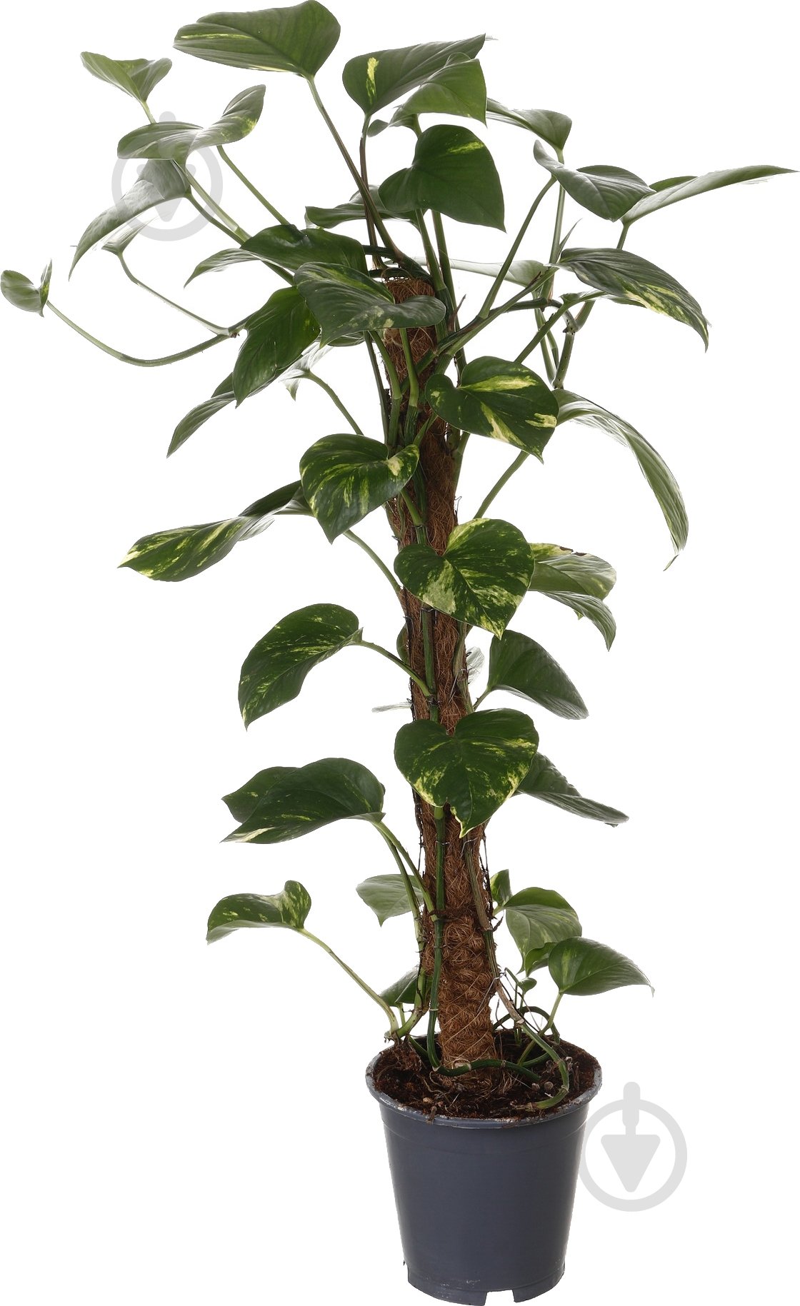 Растение Сциндапсус 19/80 мост - фото 1