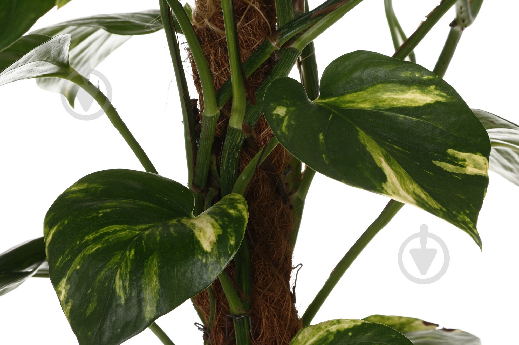 Растение Сциндапсус 19/80 мост - фото 2