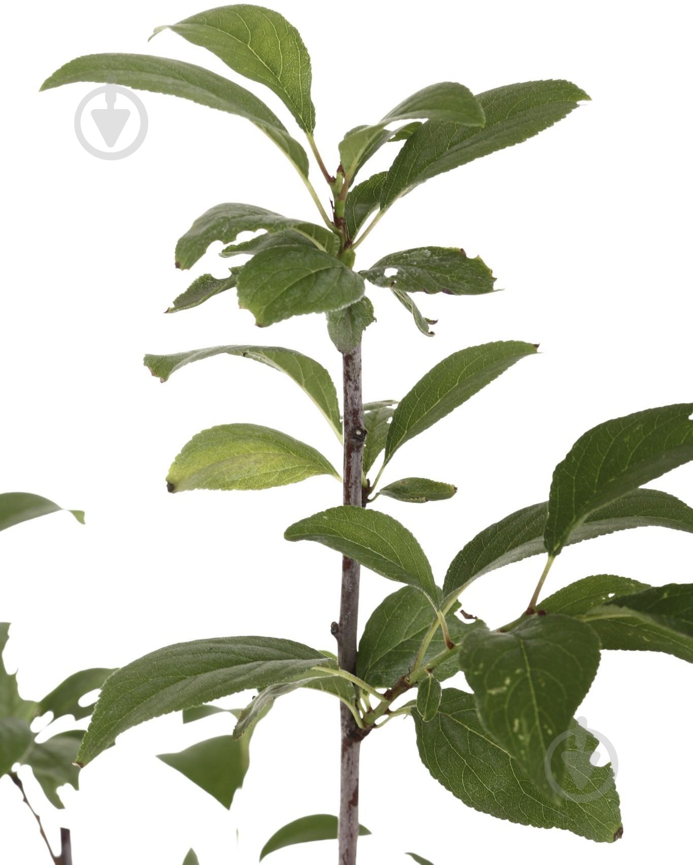 Саженец Слива в ассортименте 3 р (L.15) - фото 4 Саженец Слива в ассортименте 3 р (L.15) - фото 4