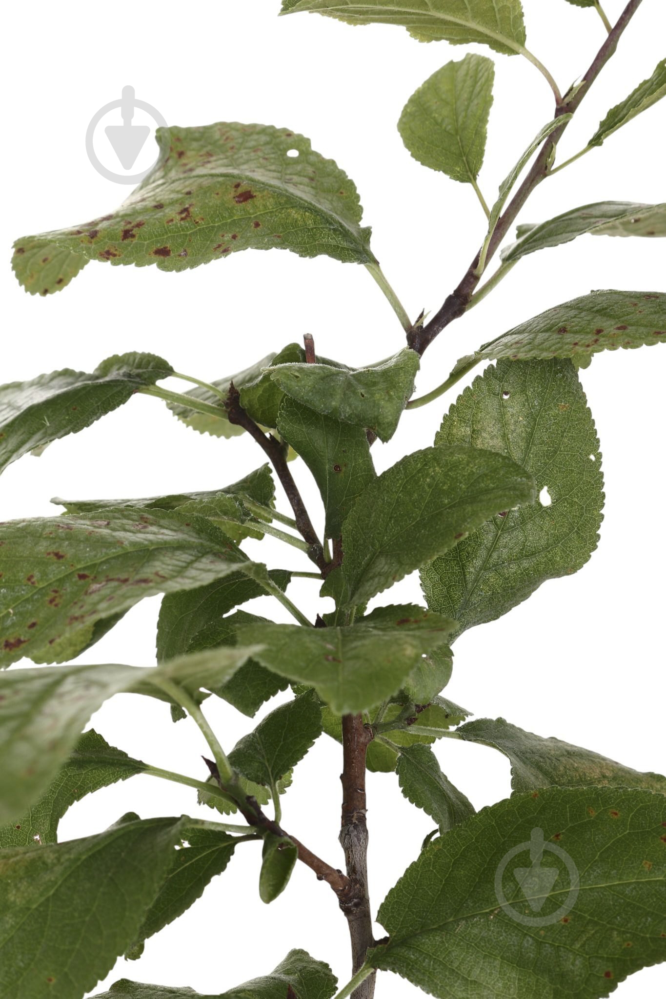 Саженец Слива в ассортименте 3 р (L.15) - фото 3 Саженец Слива в ассортименте 3 р (L.15) - фото 3