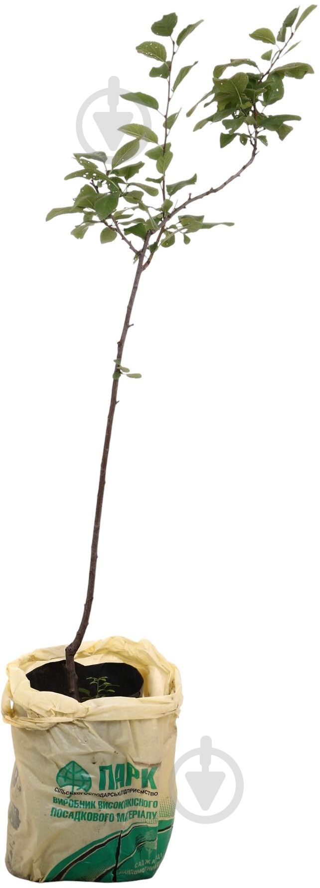 Саженец Слива в ассортименте 3 р (L.15) - фото 2 Саженец Слива в ассортименте 3 р (L.15) - фото 2