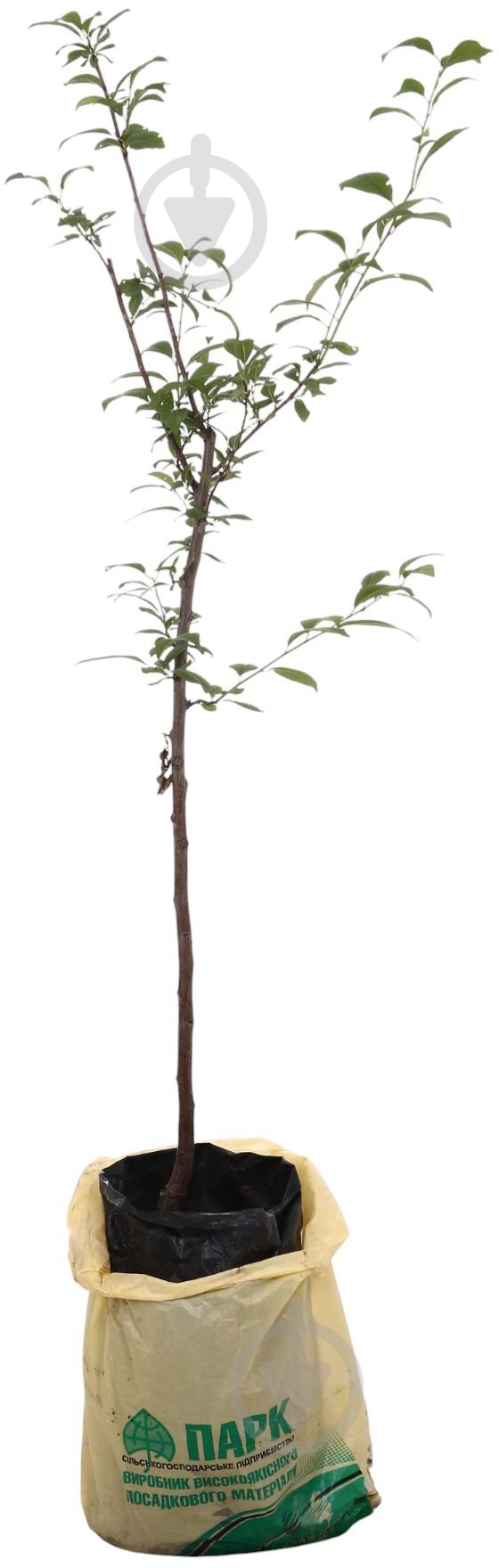 Саженец Слива в ассортименте 3 р (L.15) - фото 1 Саженец Слива в ассортименте 3 р (L.15) - фото 1