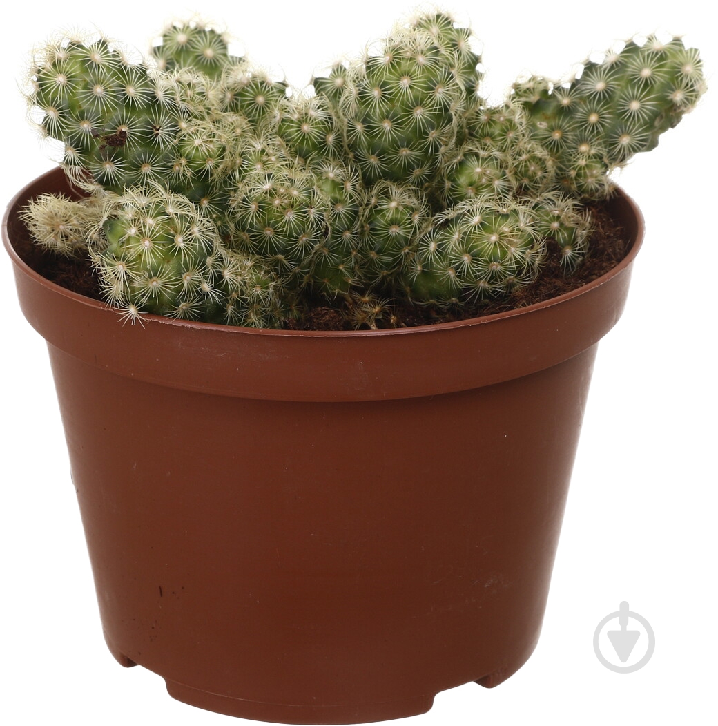 Растение Кактус микс d14/h20 - фото 1 Растение Кактус микс d14/h20 - фото 1