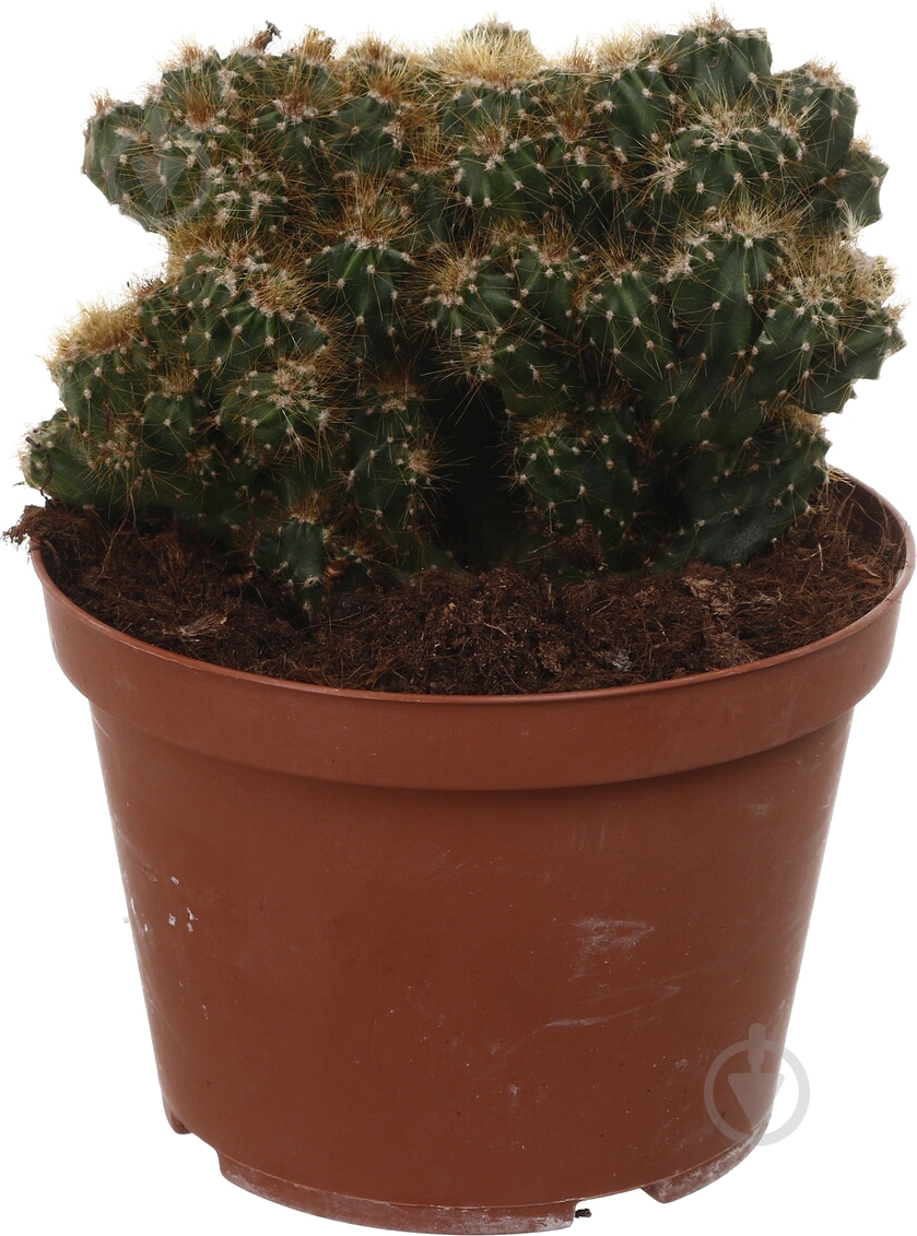 Растение Кактус микс d14/h20 - фото 3 Растение Кактус микс d14/h20 - фото 3