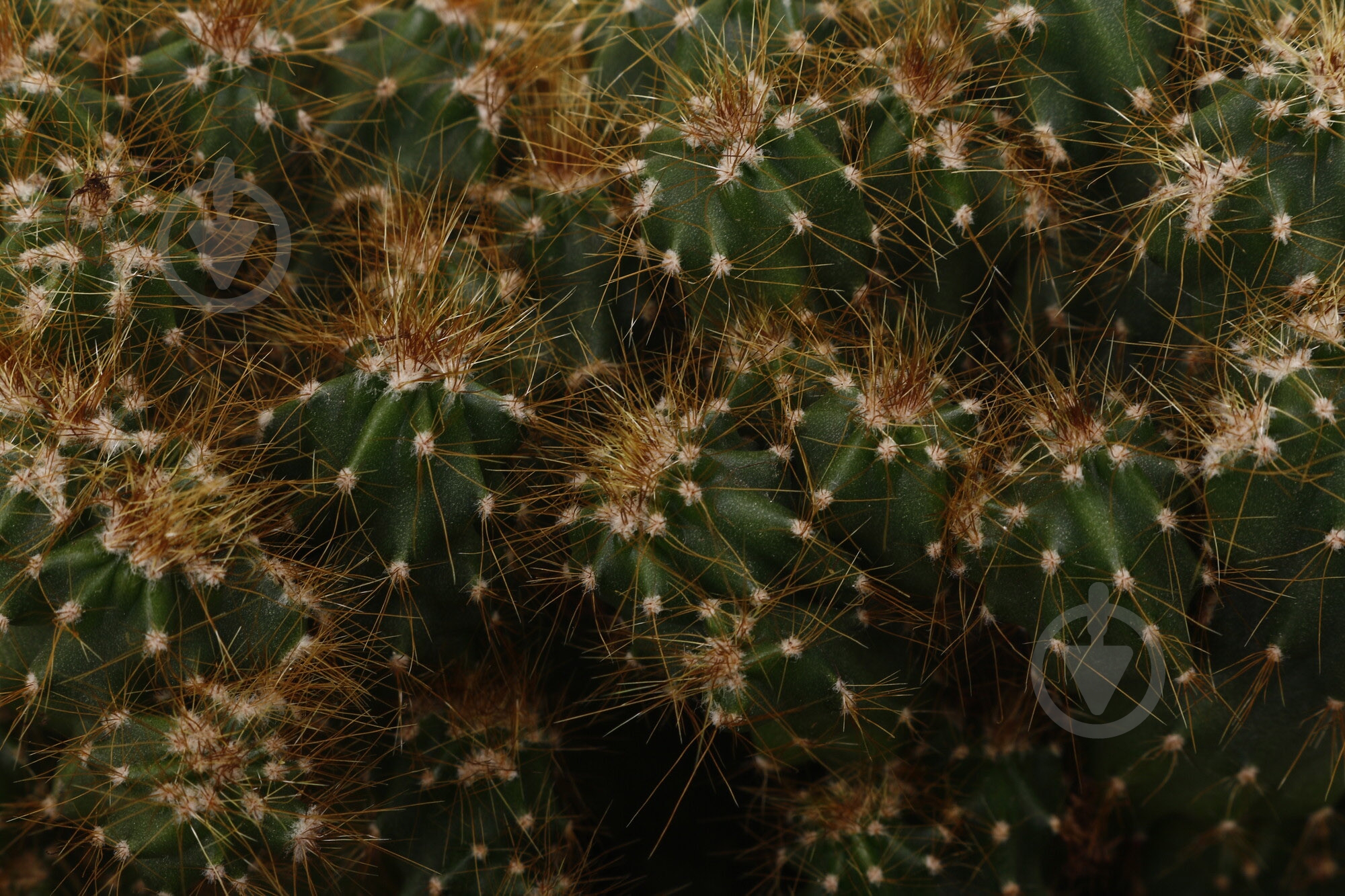 Растение Кактус микс d14/h20 - фото 4 Растение Кактус микс d14/h20 - фото 4