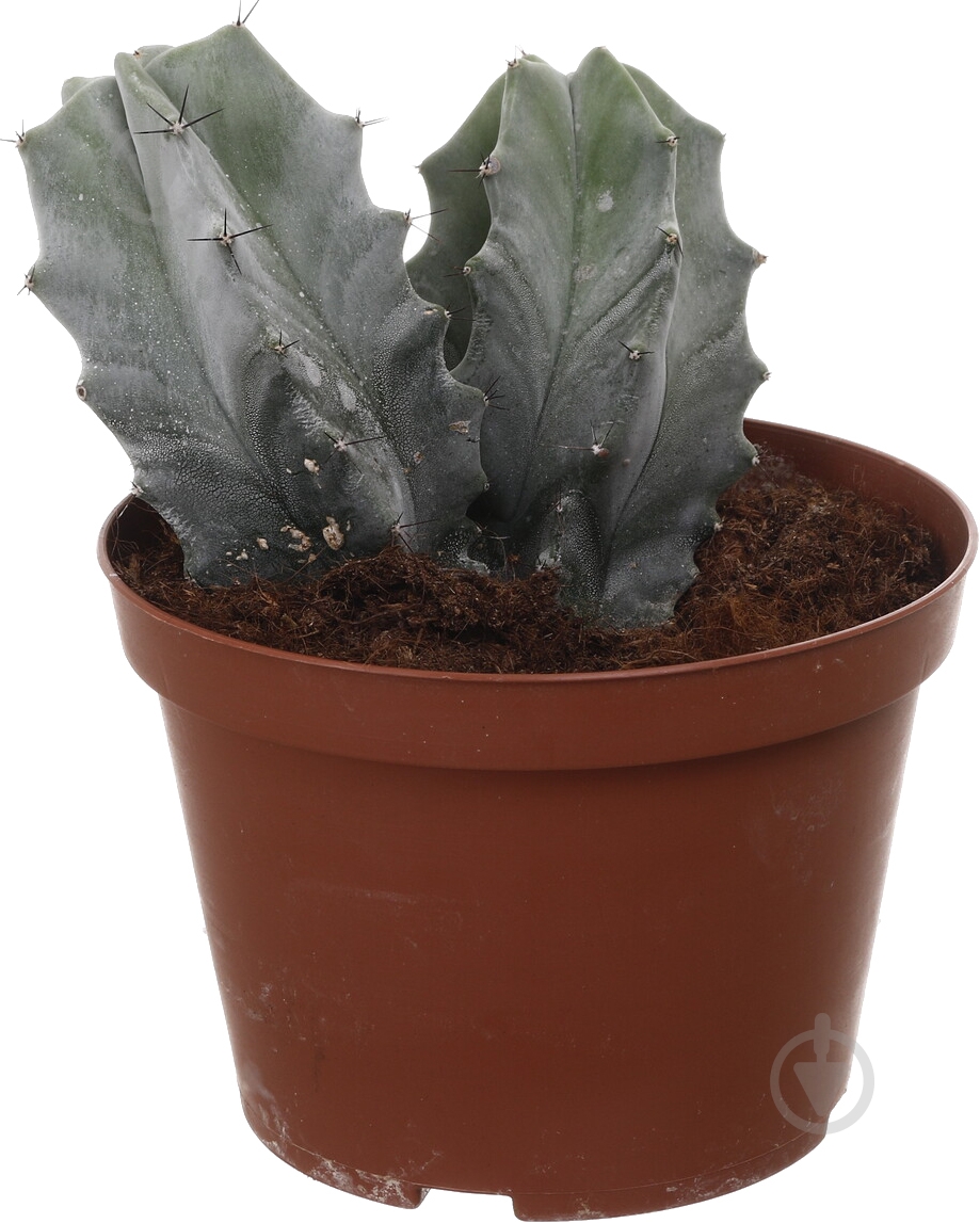 Растение Кактус микс d14/h20 - фото 5 Растение Кактус микс d14/h20 - фото 5