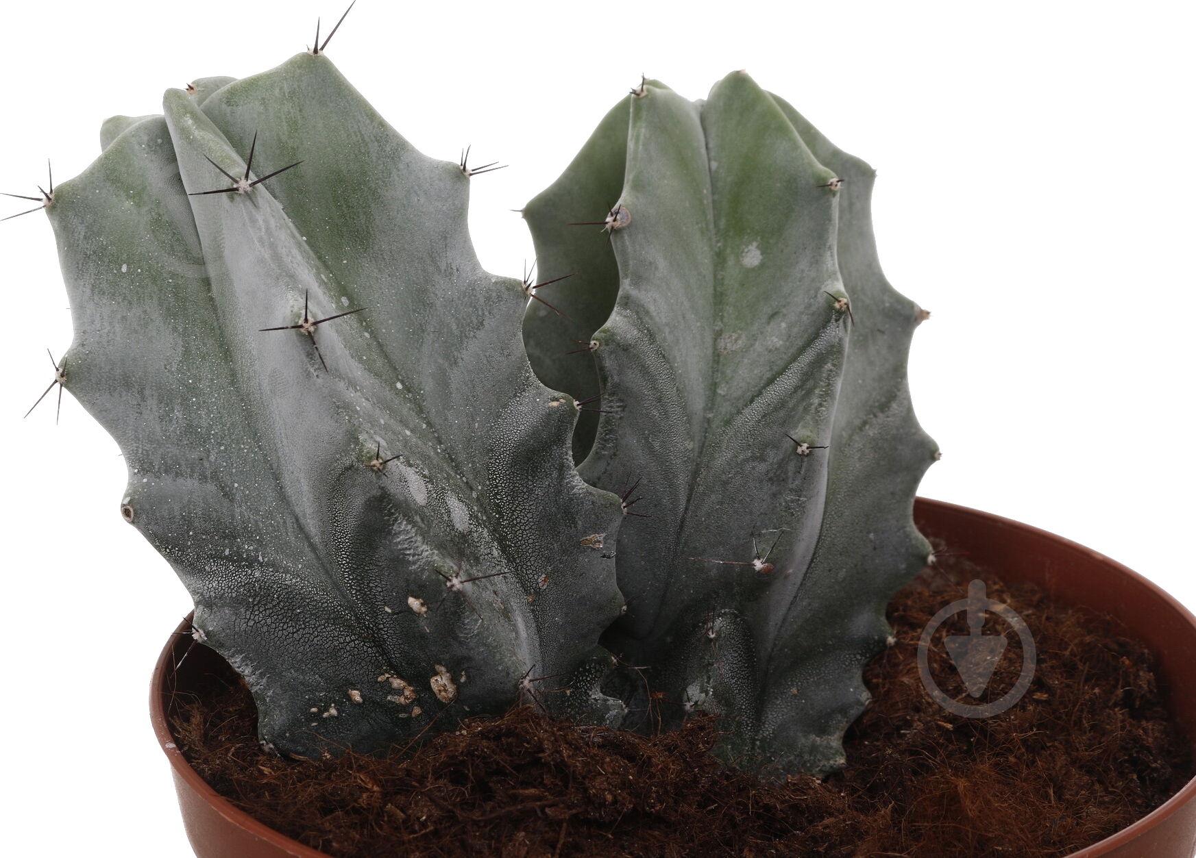 Растение Кактус микс d14/h20 - фото 6 Растение Кактус микс d14/h20 - фото 6