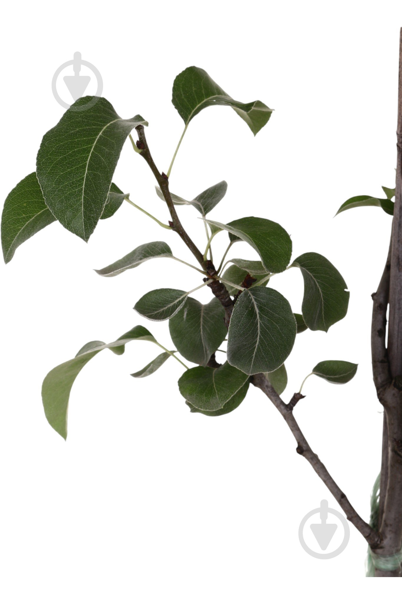 Саджанець Груша в асортименті 3 р (L.15) - фото 8 Саджанець Груша в асортименті 3 р (L.15) - фото 8