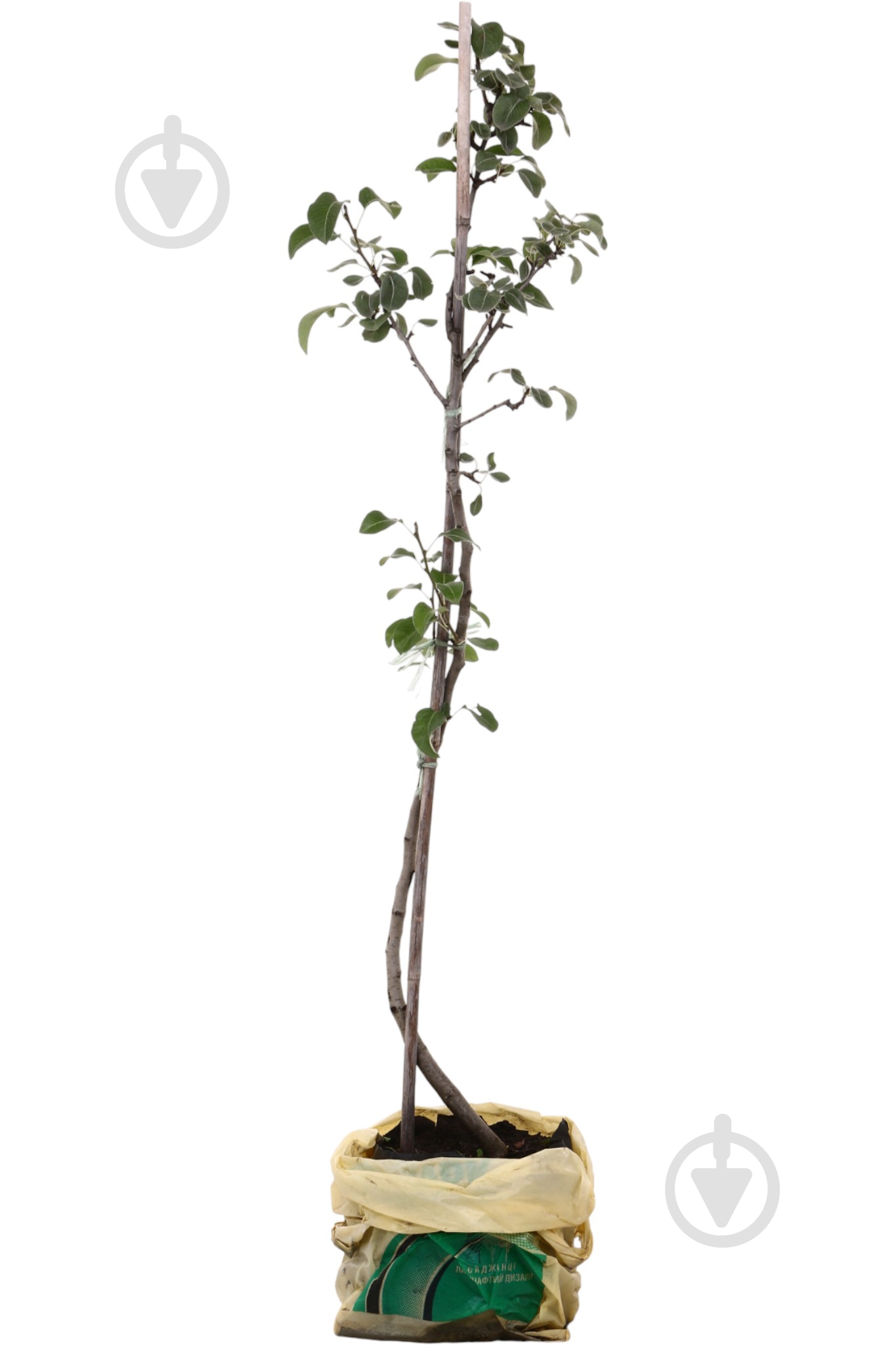 Саджанець Груша в асортименті 3 р (L.15) - фото 1 Саджанець Груша в асортименті 3 р (L.15) - фото 1