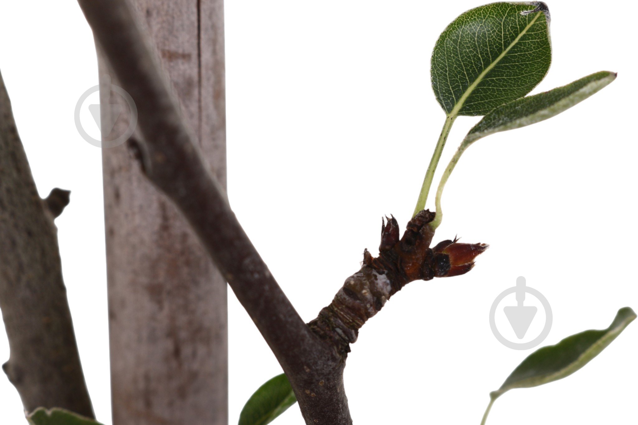 Саджанець Груша в асортименті 3 р (L.15) - фото 7 Саджанець Груша в асортименті 3 р (L.15) - фото 7