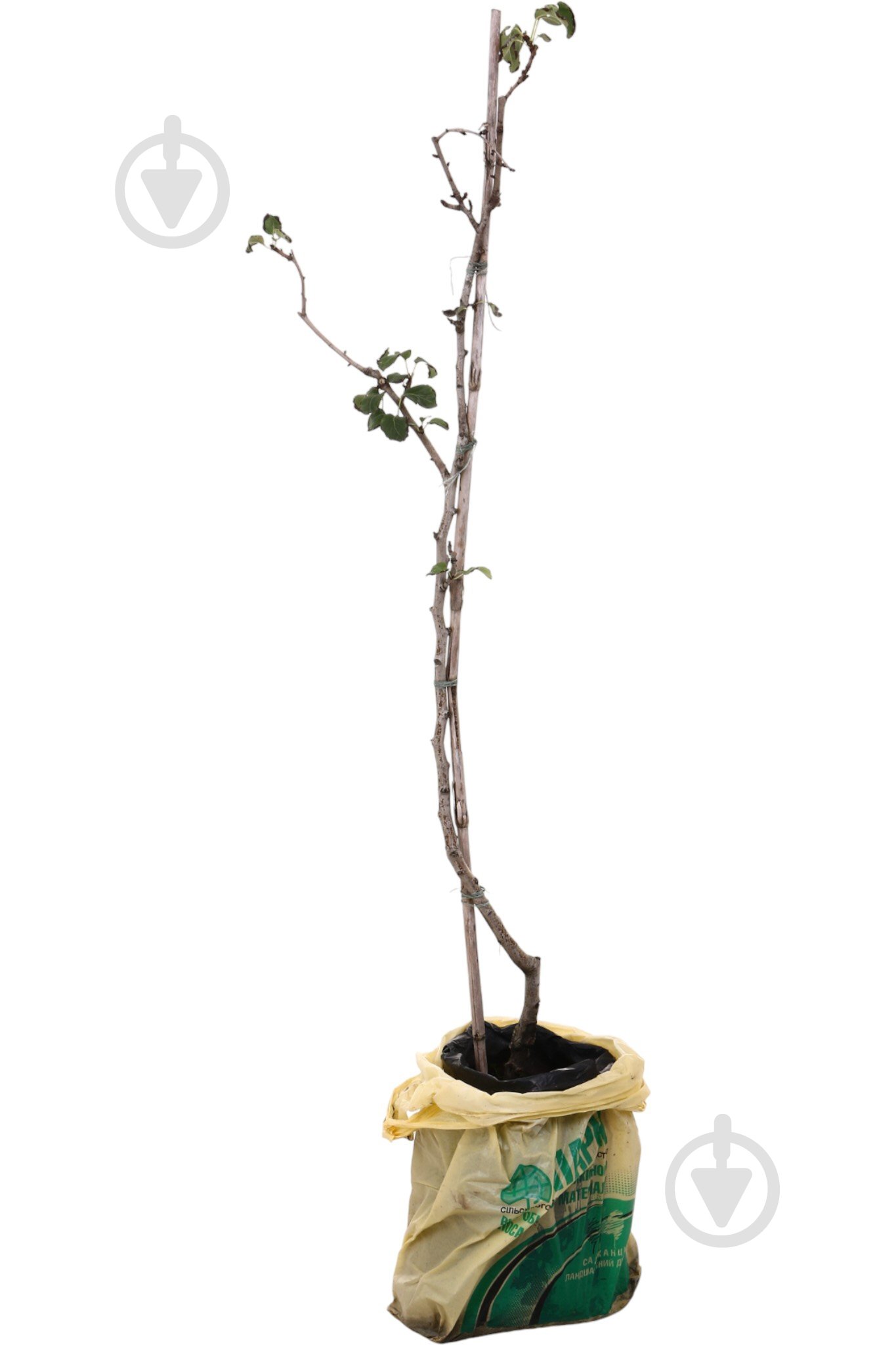 Саджанець Груша в асортименті 3 р (L.15) - фото 5 Саджанець Груша в асортименті 3 р (L.15) - фото 5