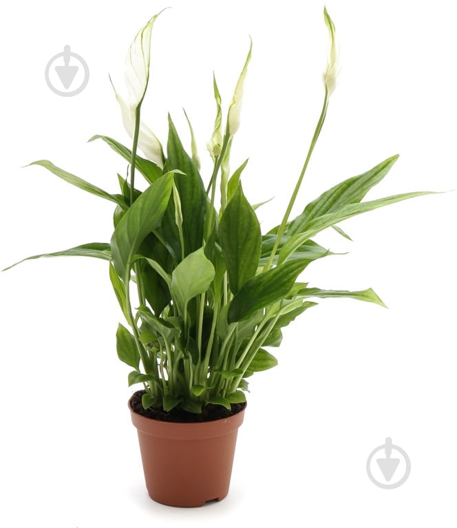 Растение комнатное спатифиллум Шопен ø9 h25 - фото 1