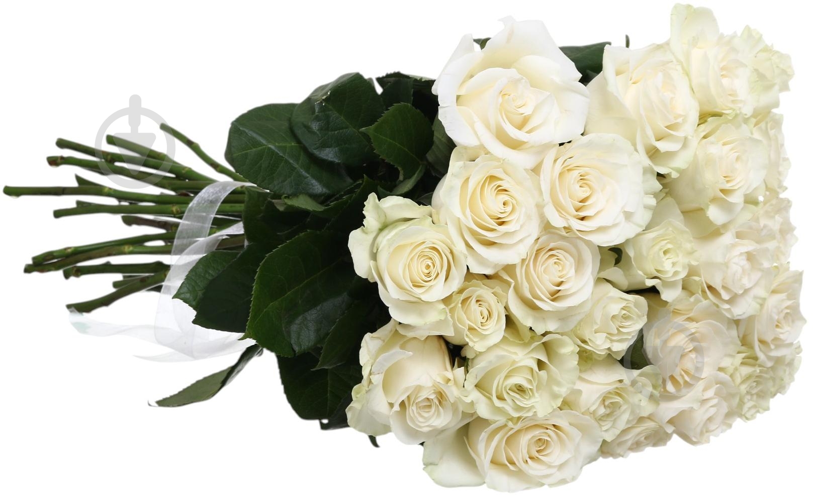 Роза Playa Blanka одноголовая классическая 70 см белый - фото 2