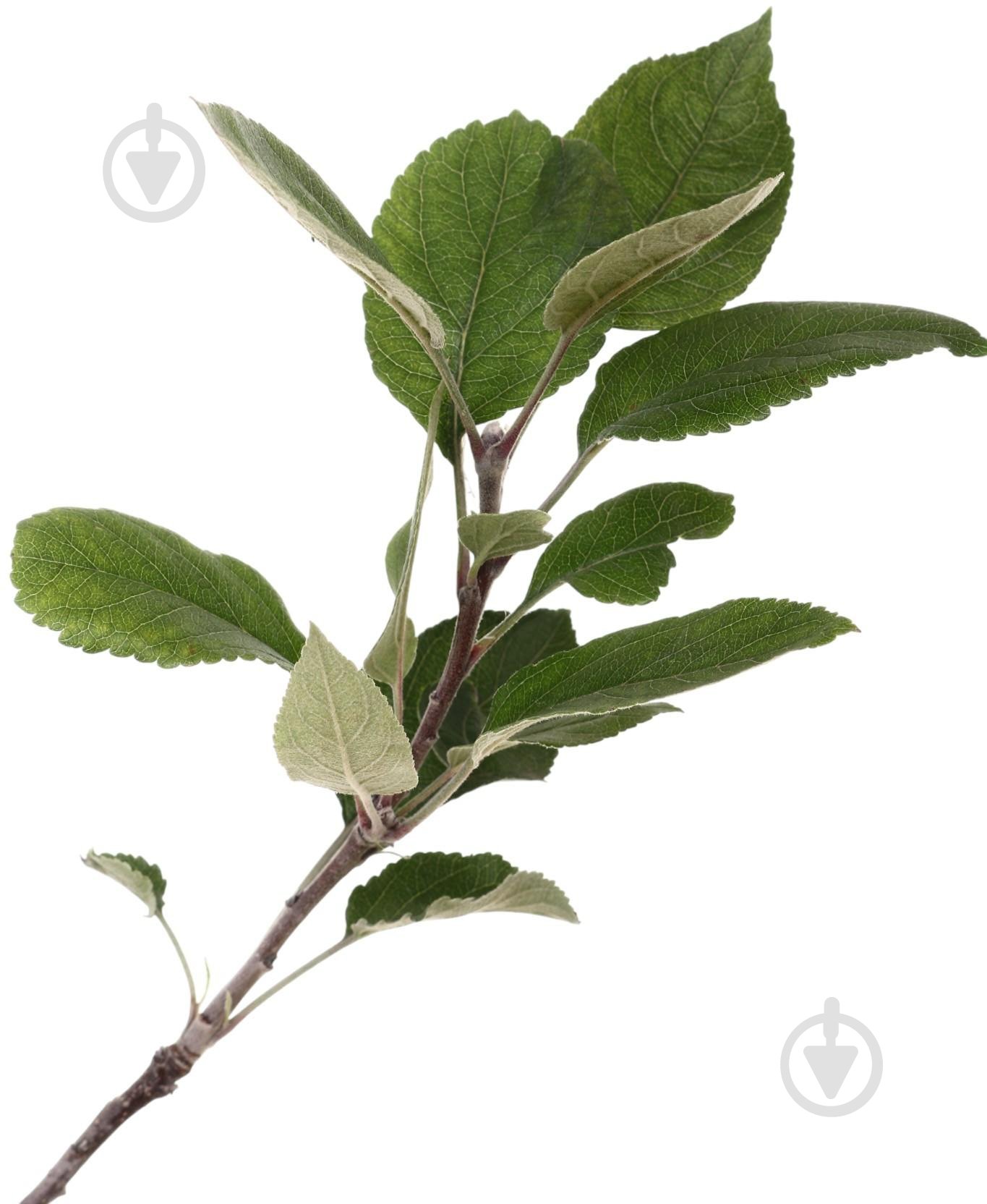 Саженец Яблоня в ассортименте 2 р (з/к) - фото 3 Саженец Яблоня в ассортименте 2 р (з/к) - фото 3