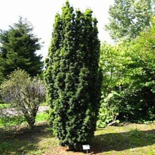 Растение Тис Fastigata C3 - фото 3