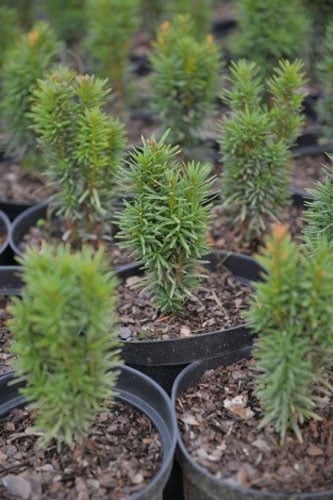 Растение Тис Fastigata C3 - фото 1