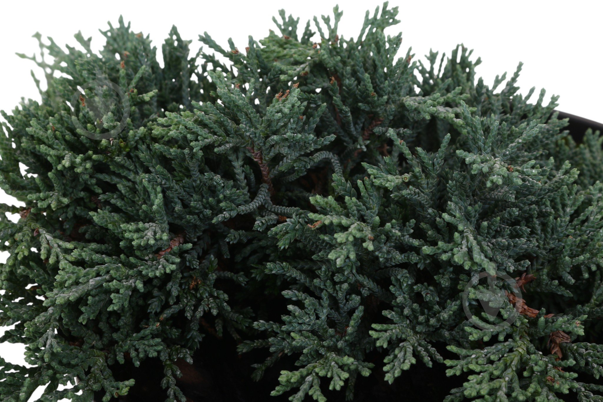 Растение Можжевельник Ice Blue C3 - фото 2