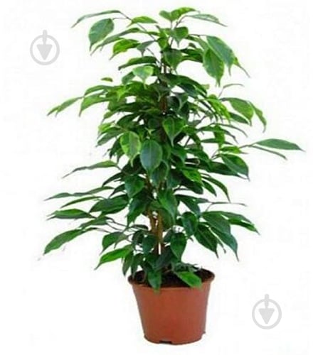 Растение Фикус бенджамин d12/h25+ - фото 1 Растение Фикус бенджамин d12/h25+ - фото 1