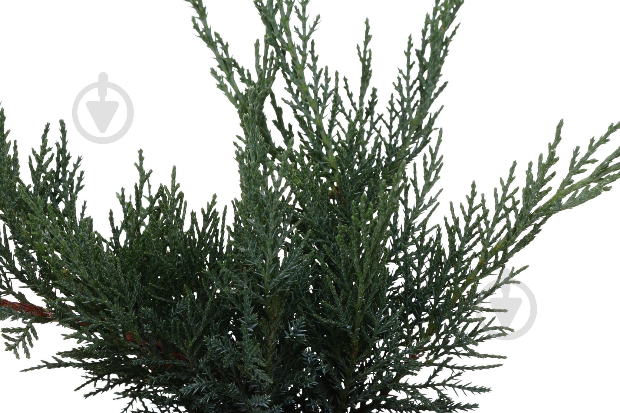 Растение Можжевельник Tamariscifolia C3 - фото 2