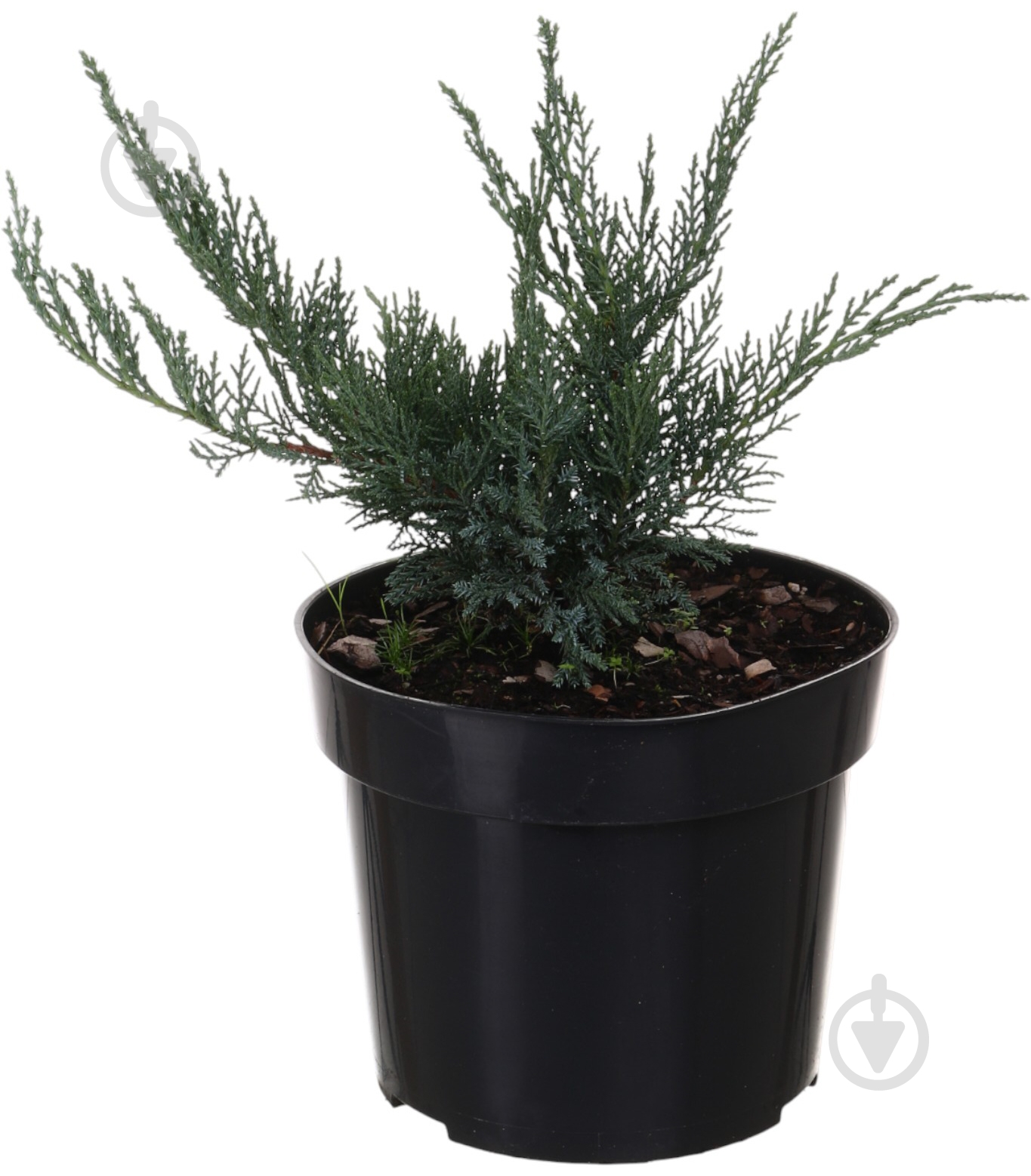 Растение Можжевельник Tamariscifolia C3 - фото 1