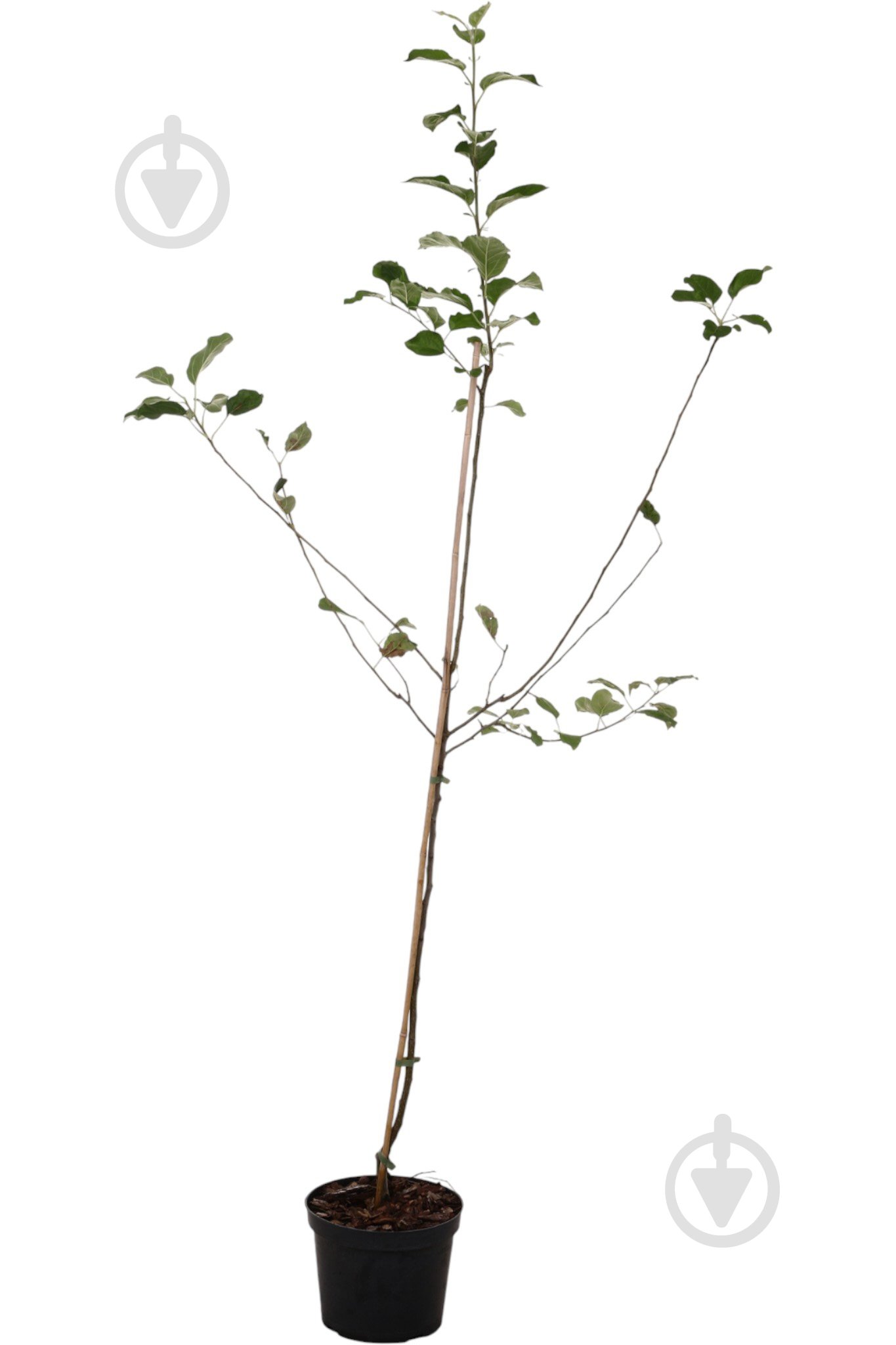 Саженец Яблуні 1р (C7) - фото 1 Саженец Яблуні 1р (C7) - фото 1