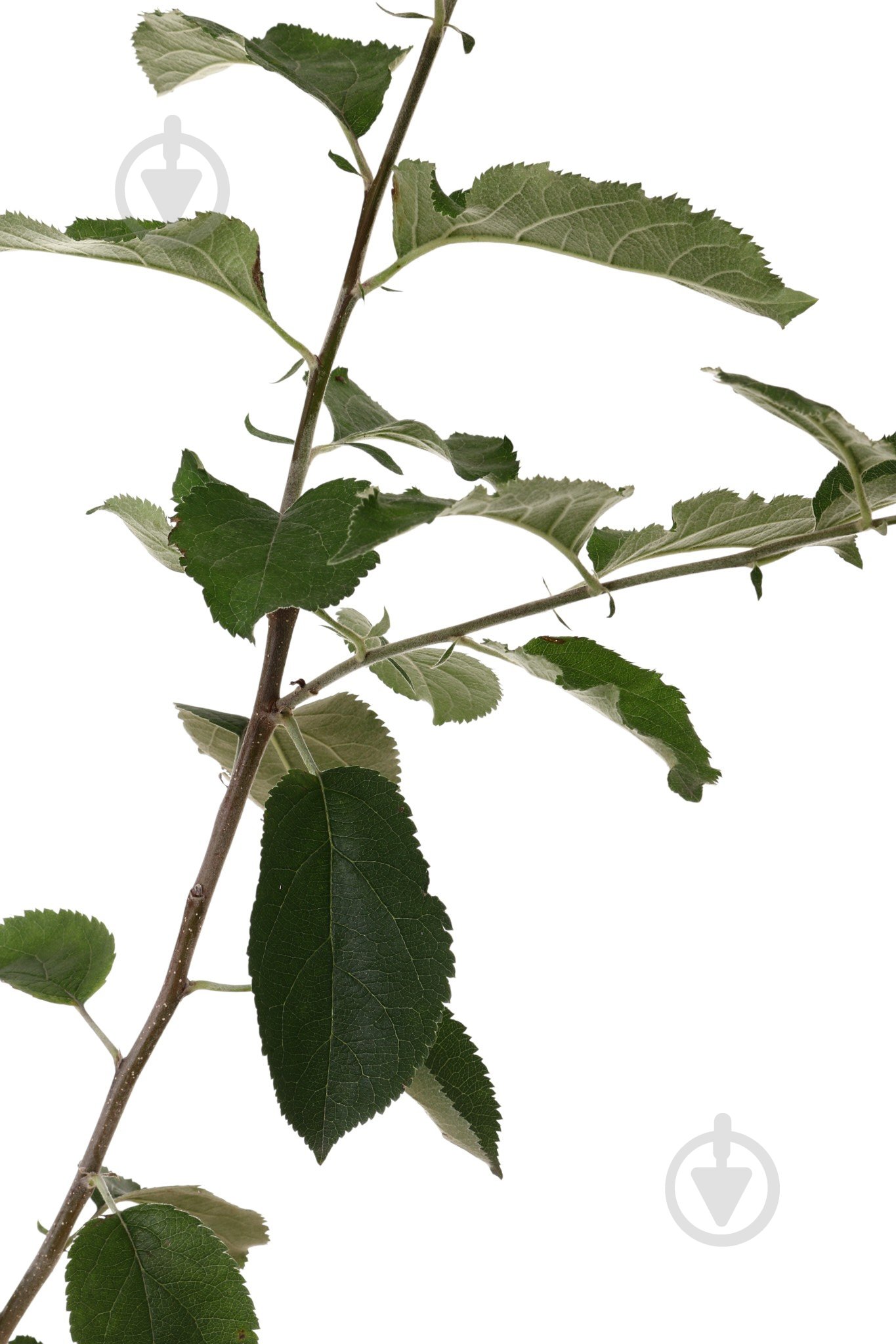 Саженец Яблуні 1р (C7) - фото 7 Саженец Яблуні 1р (C7) - фото 7