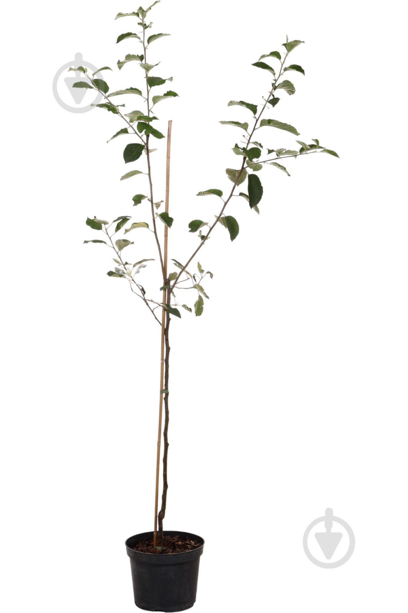 Саженец Яблуні 1р (C7) - фото 2 Саженец Яблуні 1р (C7) - фото 2