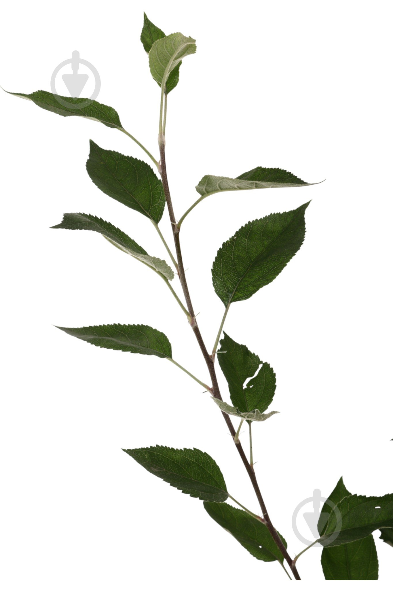 Саженец Яблуні 1р (C7) - фото 6 Саженец Яблуні 1р (C7) - фото 6