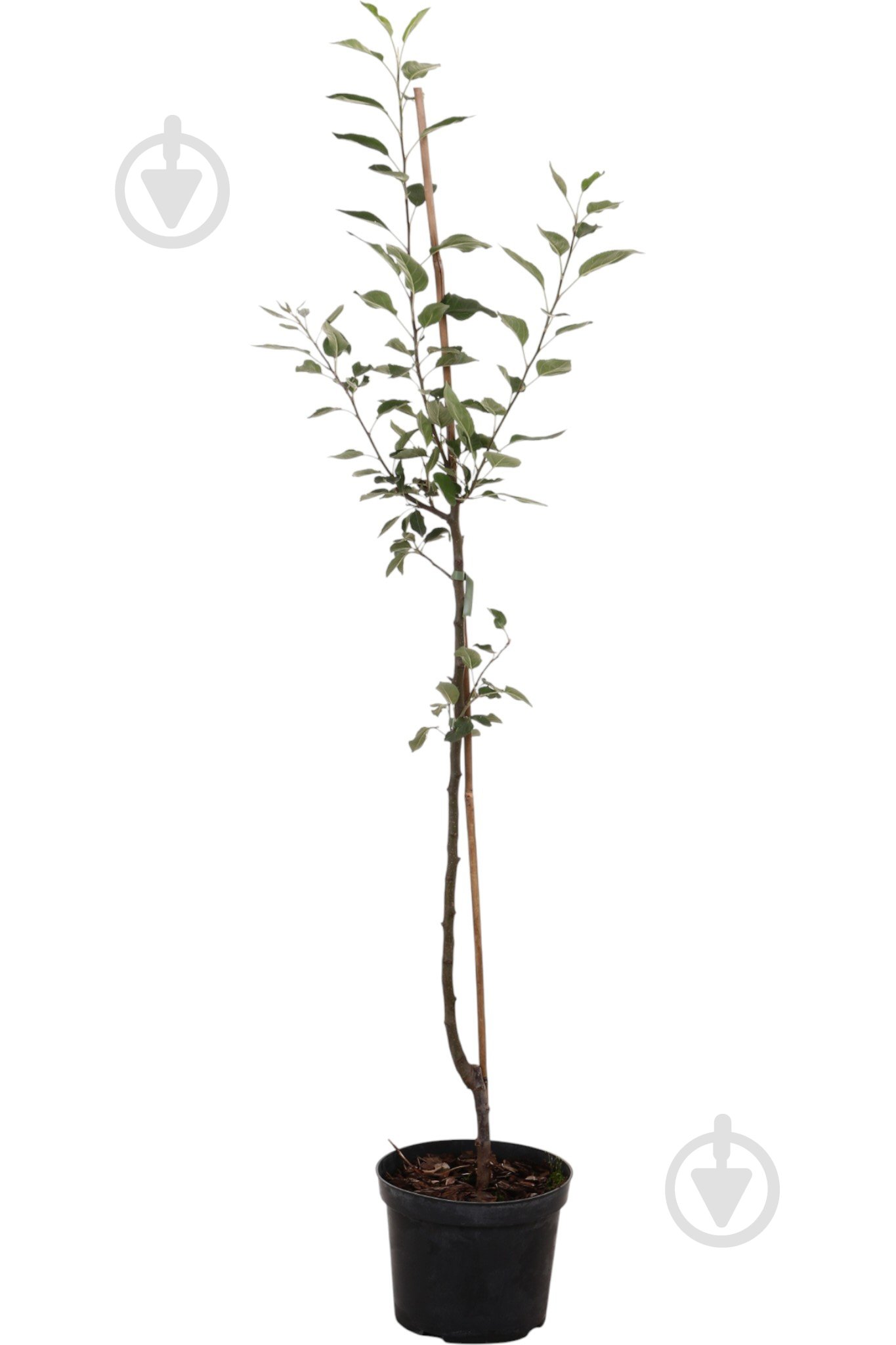 Саженец Яблуні 1р (C7) - фото 3 Саженец Яблуні 1р (C7) - фото 3