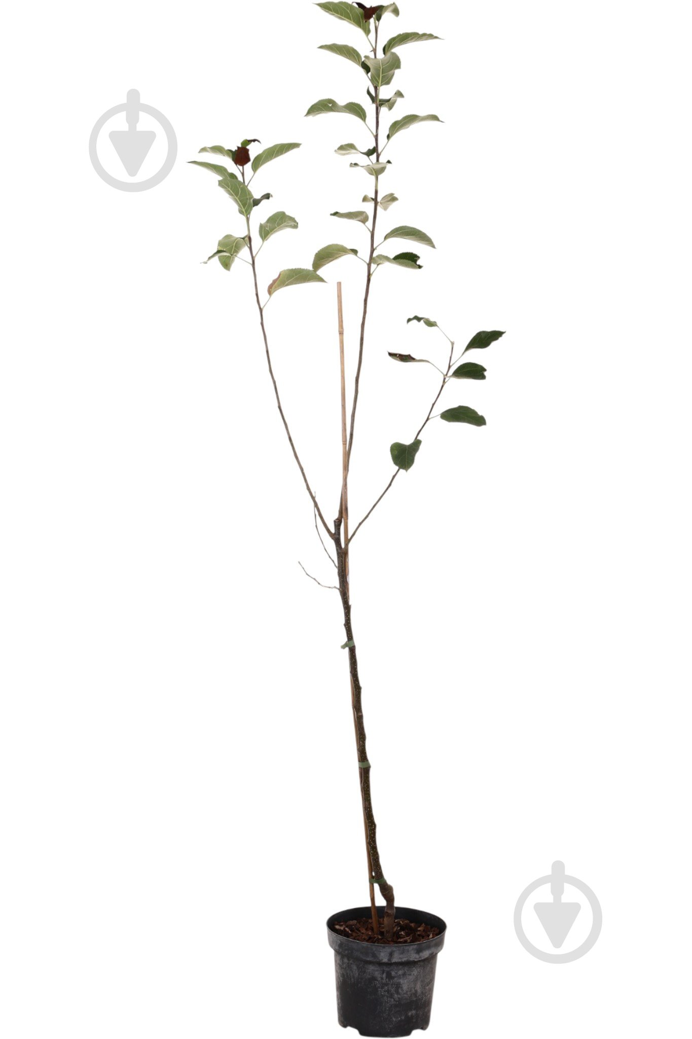 Саженец Яблуні 1р (C7) - фото 4 Саженец Яблуні 1р (C7) - фото 4