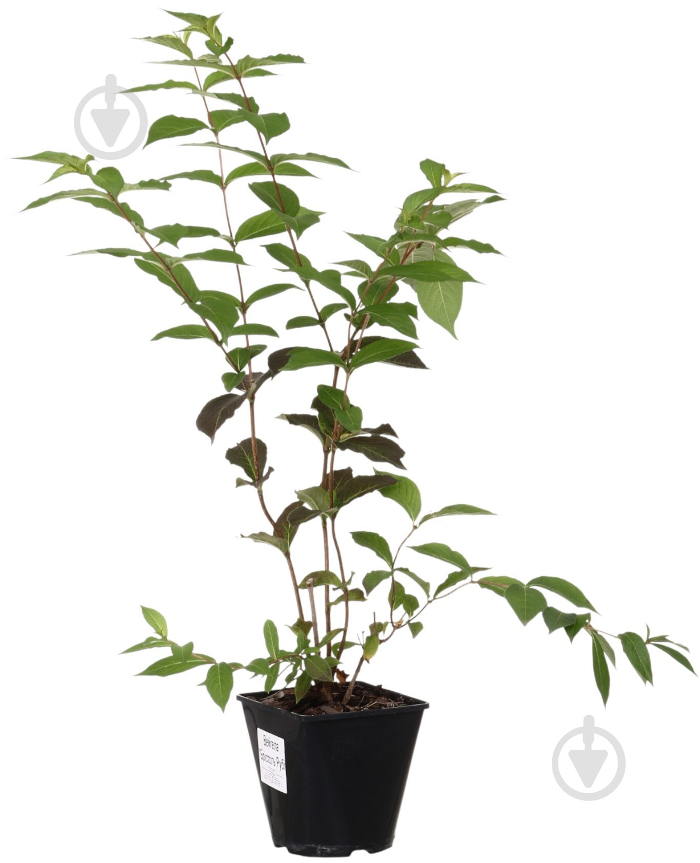 Саженец Вейгела (3 л) - фото 1 Саженец Вейгела (3 л) - фото 1