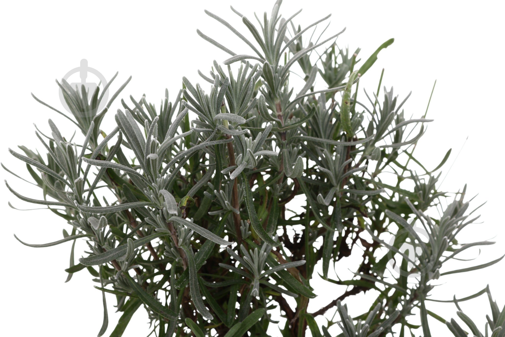 Саджанець Лаванда (3 л) - фото 2