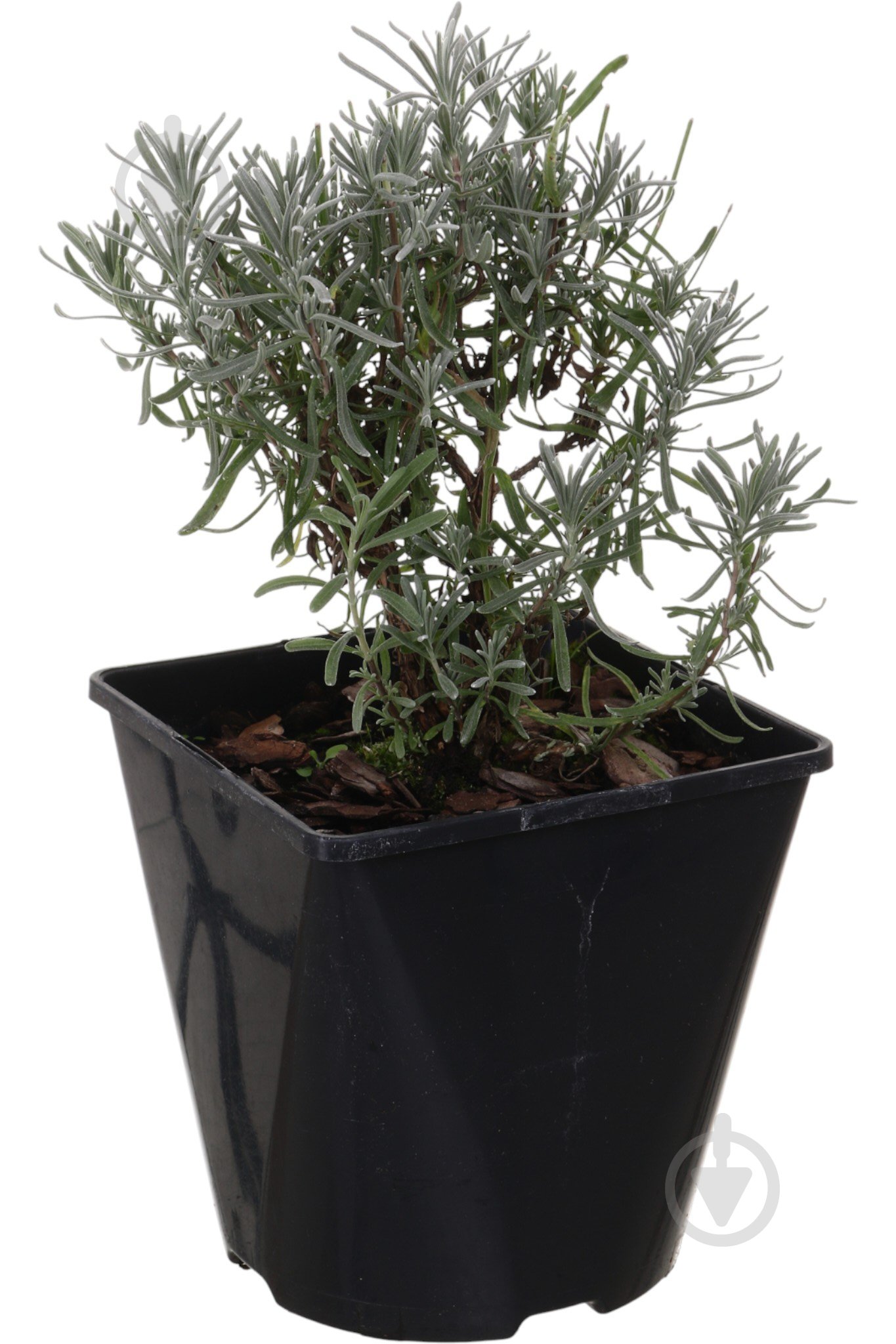 Саджанець Лаванда (3 л) - фото 1