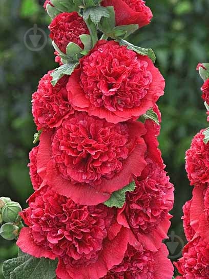 Корневище мальвы красной 1 шт. - фото 1 Корневище мальвы красной 1 шт. - фото 1