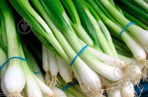 Лук зеленый 100 гр. - фото 4
