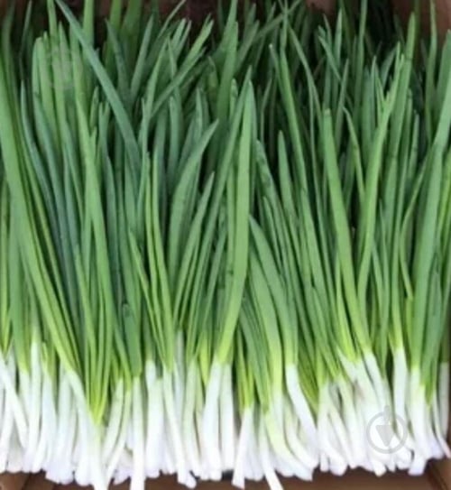 Лук зеленый 100 гр. - фото 2