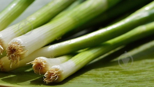 Лук зеленый 100 гр. - фото 6