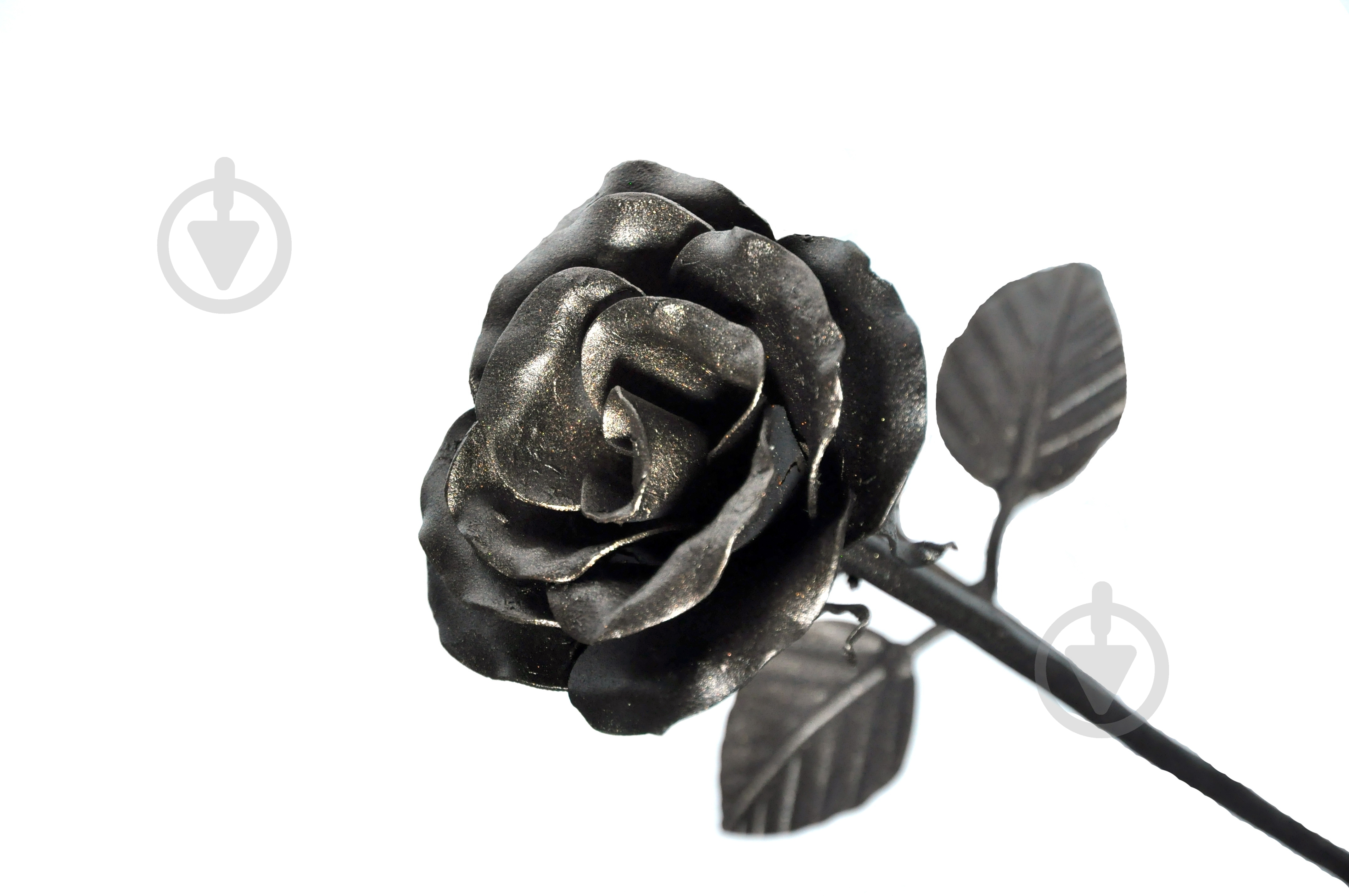 Роза Tom Tom - Роза крупноцветковая - Rosa Tom Tom - cieplucha.com.pl