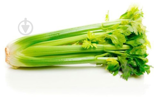 Стебель селеры - фото 1