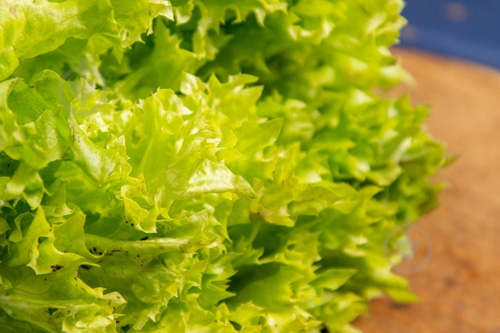 Салат зеленый лолло биондо весовой - фото 4